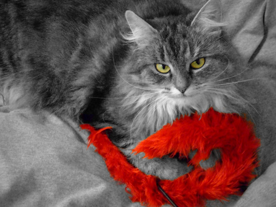 Suzie + Red = …